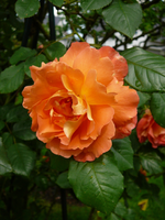 P1120107.webp