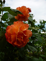 P1120108.JPG