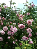 P1120109.webp