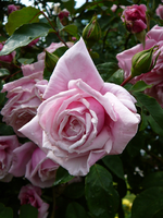 P1120110.webp