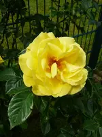 P1120111.webp