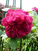 P1120113.webp