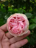 P1120115.webp