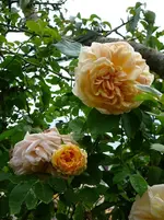 P1120116.webp