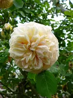 P1120117.webp