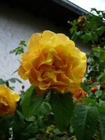P1120122.webp