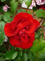P1120123.webp