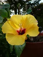 P1120126.webp