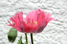 DSC_1842.webp