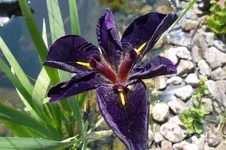 SAM_1484.webp