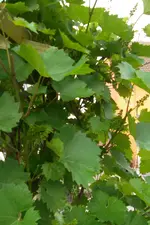 SAM_1496.webp