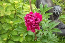SAM_1501.webp