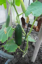 SAM_1504.webp