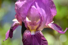 DSC_2052.webp