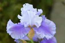 66.webp