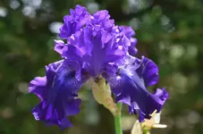 564.webp
