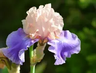767.webp