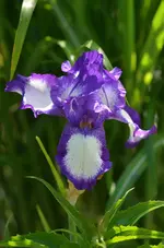 767o.webp