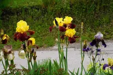 Andalou und William.webp