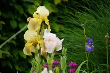 DSC05781.webp