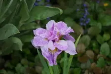 Iris sibirica Rigamarole.webp