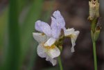 Iris sibirica Salamander Crossing.JPG