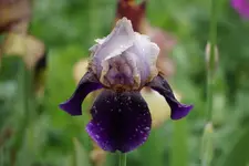 William.webp