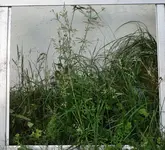 green (34).webp