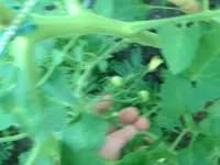Tomaten.JPG