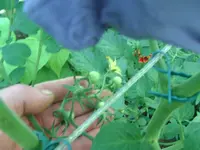 Tomaten (2).JPG