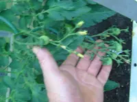 Tomaten (3).JPG
