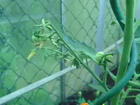 Tomaten (5).webp