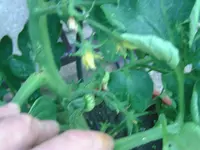 Tomaten (6).webp