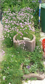 Schnittlauch.webp