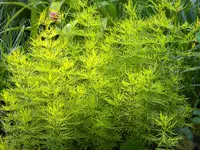 DSCN0174.webp