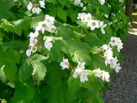 CIMG0703.webp