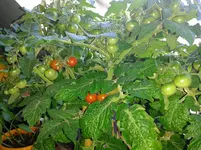 IMG_20160605_190700.webp