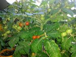 IMG_20160605_190700.jpg