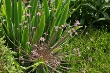 Allium Schubertii_900.webp
