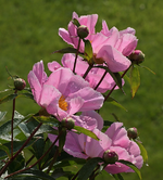 Päonie nach Regen_pink_grün_600.webp