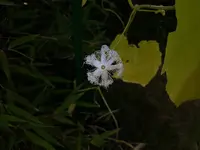 Trichosanthes anguina.webp