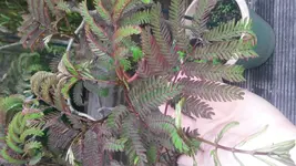 20160604_175226.webp