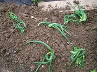 2016-06-02 Etagenzwiebel.webp