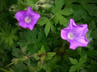 DSCI4087.webp
