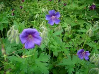 DSCI4086.webp