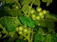 IMG_20160606_200832.jpg