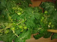 IMG_20160606_200925.webp