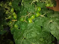 IMG_20160606_201031.webp