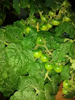 IMG_20160606_201037.webp
