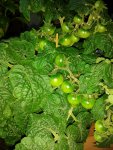IMG_20160606_201037.jpg